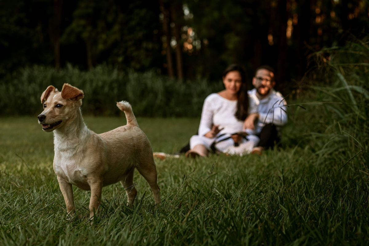 cachorrinho de estimação atento ás movimentações perto do casal gestante