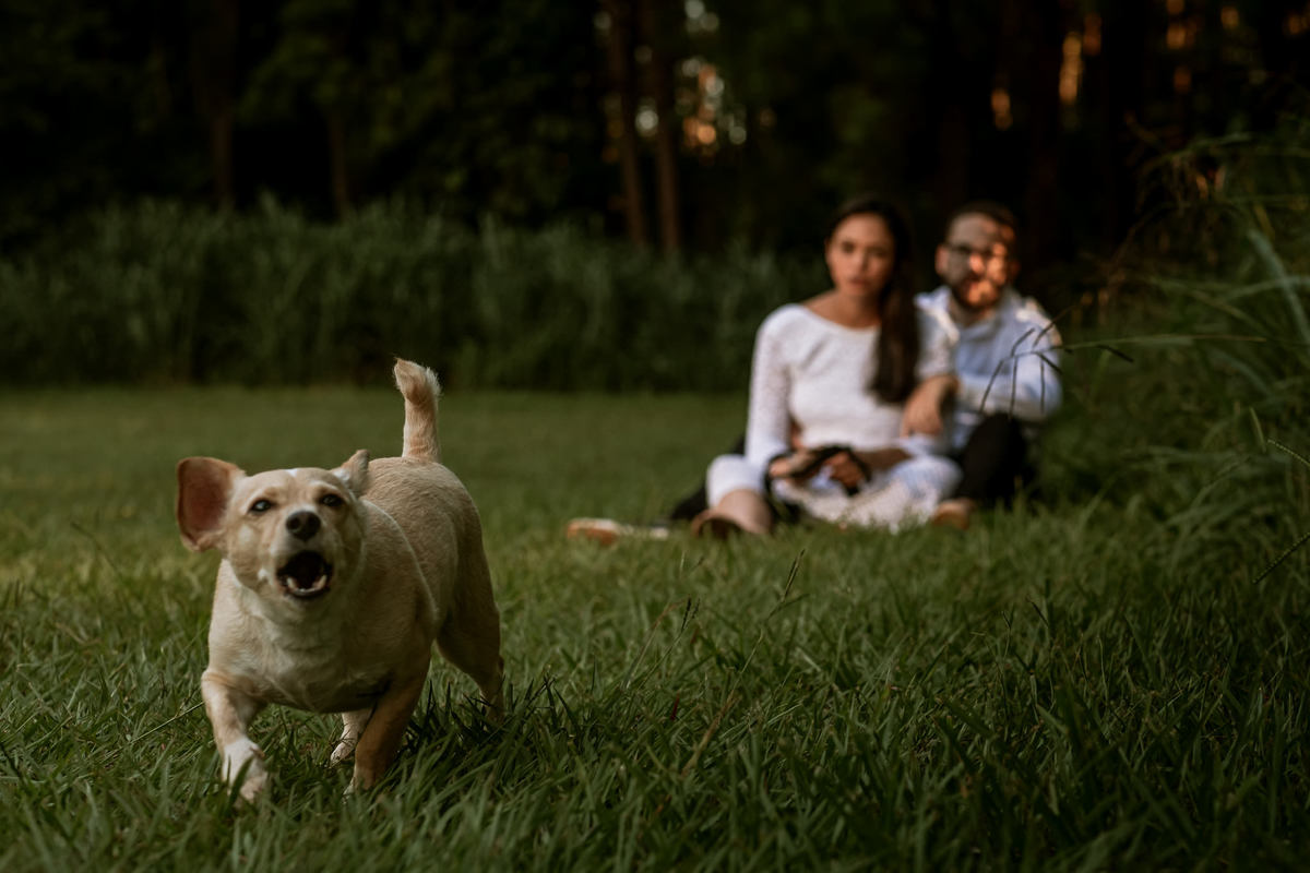 cachorrinho pistola com o fotógrafo kkkk
