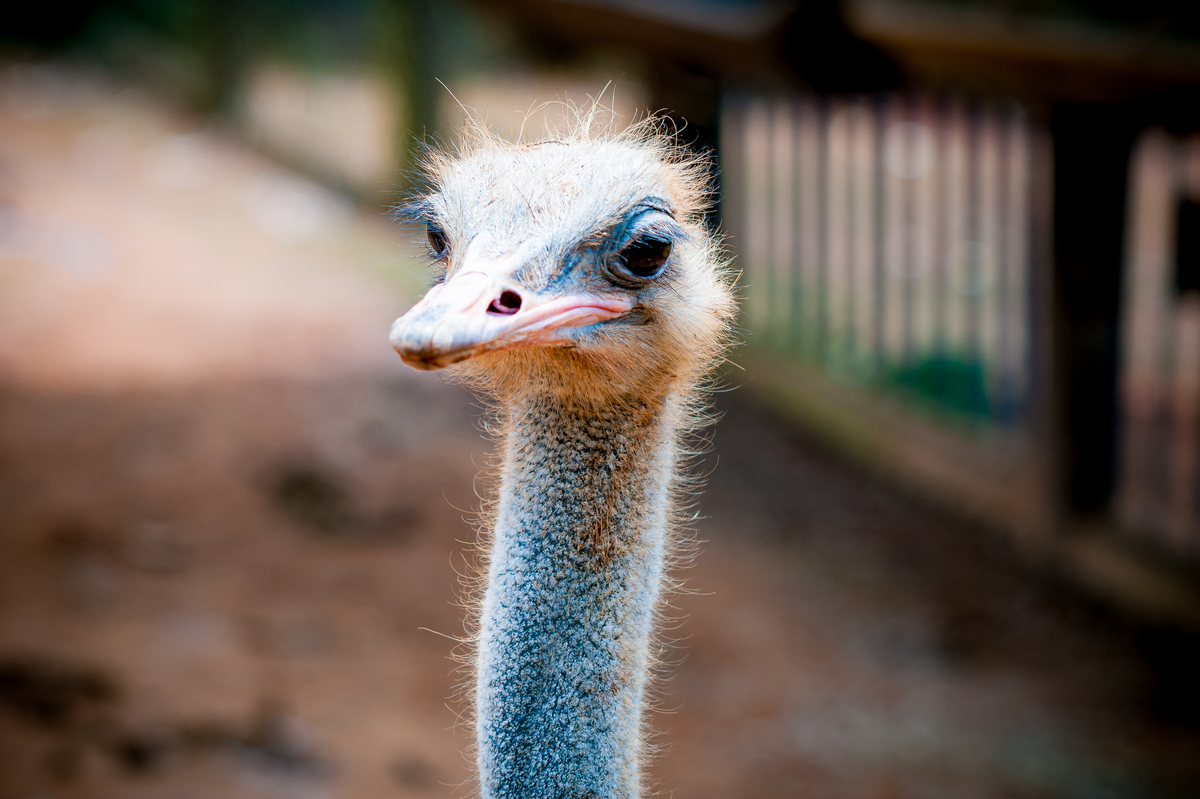 foto aniversário infantil no Pet Zoo, aniversário infantil no Pet Zoo, fotografia de aniversário infantil no Pet Zoo, aniversário no parque, aniversário no zoo, aniversário na fazenda, aniversário com animais, foto aniversário em Cotia, avestruz