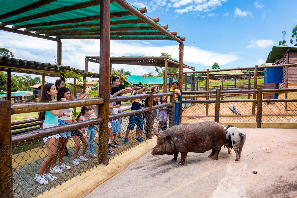 foto aniversário infantil no Pet Zoo, aniversário infantil no Pet Zoo, fotografia de aniversário infantil no Pet Zoo, aniversário no parque, aniversário no zoo, aniversário na fazenda, aniversário com animais, foto aniversário em Cotia, porco, suino