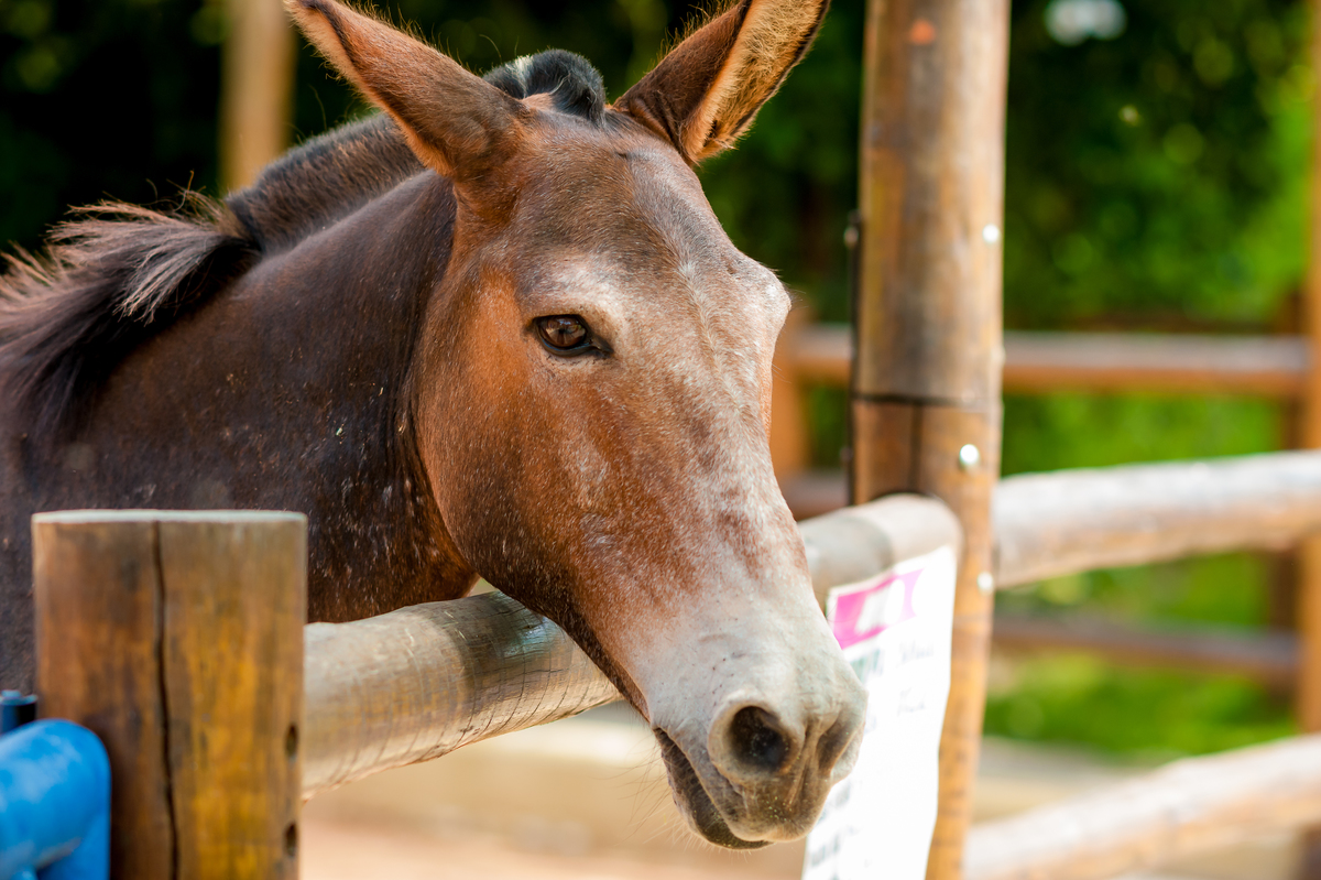 foto aniversário infantil no Pet Zoo, aniversário infantil no Pet Zoo, fotografia de aniversário infantil no Pet Zoo, aniversário no parque, aniversário no zoo, aniversário na fazenda, aniversário com animais, foto an iversário em Cotia, burro