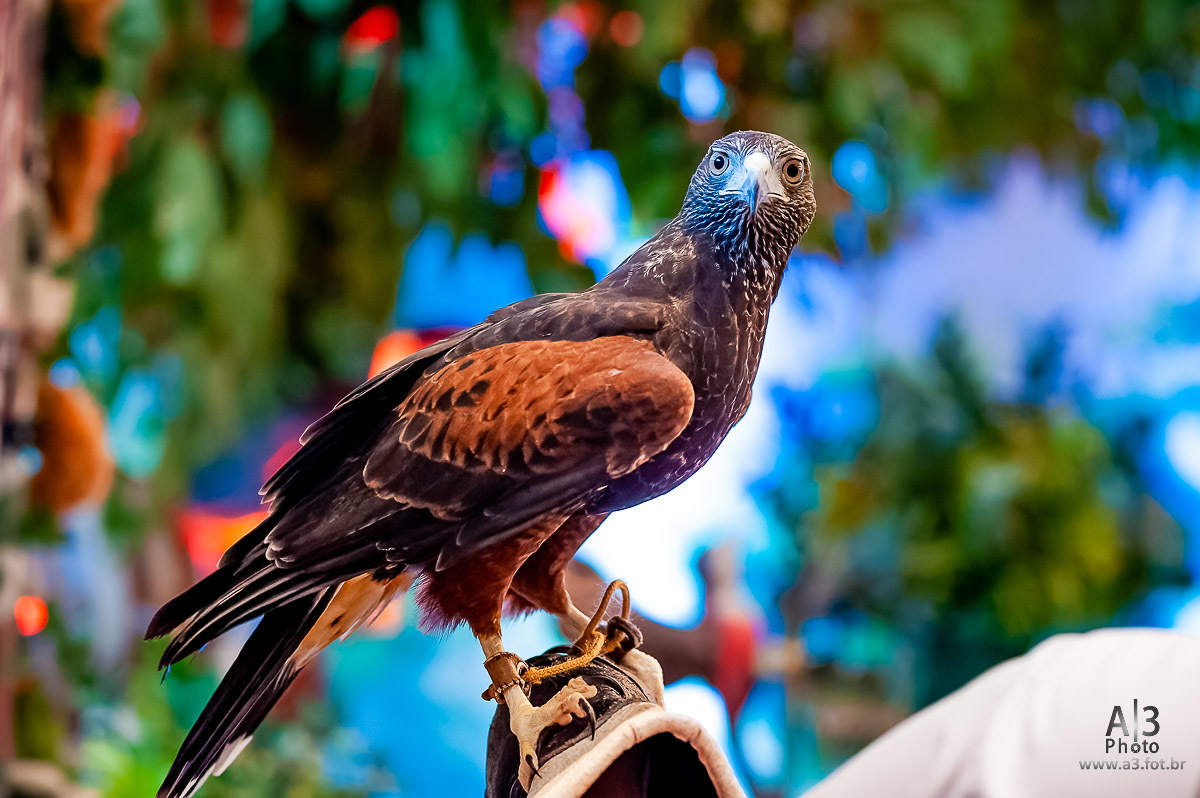 aniversário infantil, buffet estação diversão, estação diversão, estação diversão alphaville, estação diversão buffet, foto aniversário infantil, foto aniversário infantil alphaville, foto aniversário infantil no buffet estação diversão