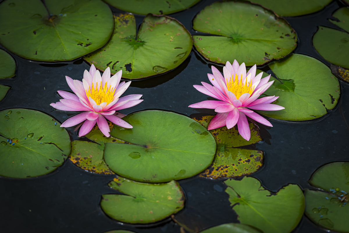 Detalhe de duas flores de vitória-régia em tom rosa-lilás entre folhas verdes no lago do Jardim Botânico de São Paulo.