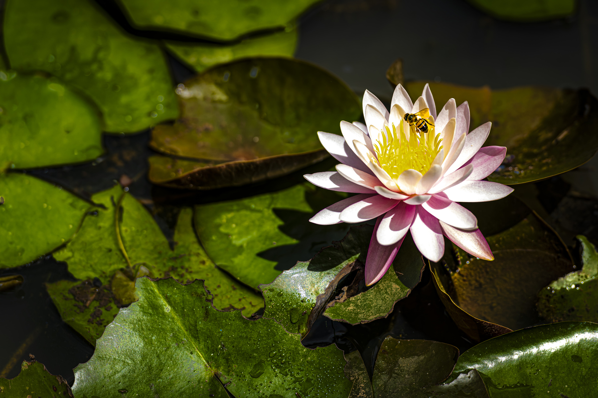 Flor de vitória-régia branca e rosada com abelha pousada coletando pólen no lago do Jardim Botânico de São Paulo.