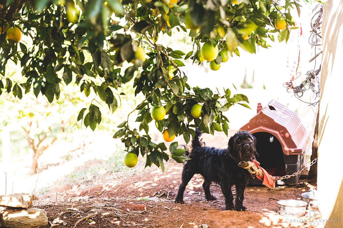 cachorro embaixo do pé de laranjas da casa da avó da noiva fotografado por carlos alexandre foto fotógrafo em três corações sul de minas