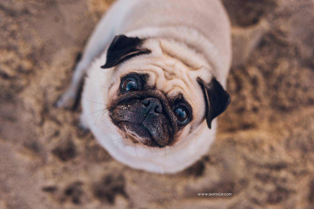 ensaio grávida, natal, rn, gravidez, pregnant, ensaio de grávida na praia, fotografia de grávida, fotógrafo de grávidas, ensaio de grávida no campo, pipa, grávida fitness, cachorro