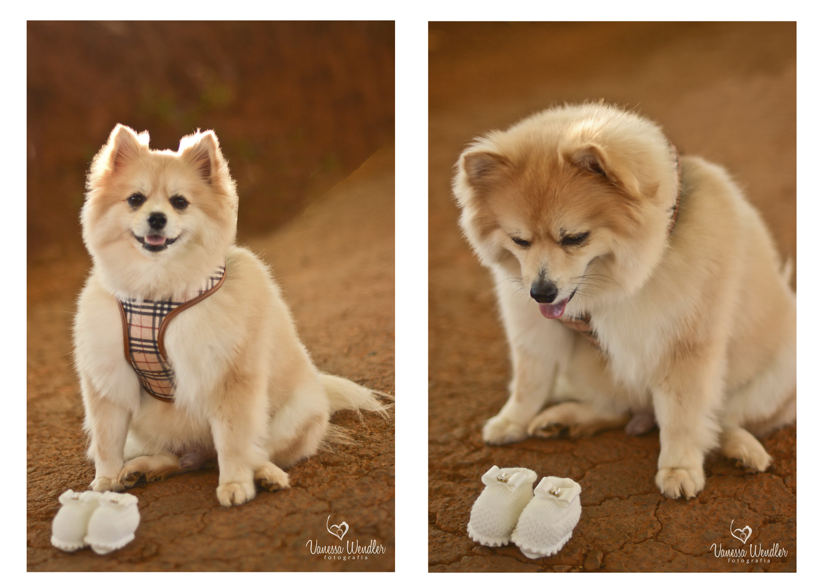 spitz alemão, gestaÇão , lulu da pomerânia, cachorro fofinho
