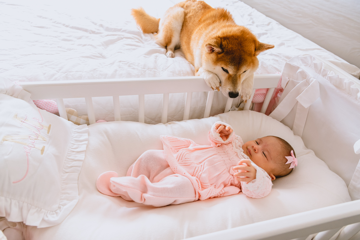 cachorro protegendo a bebe