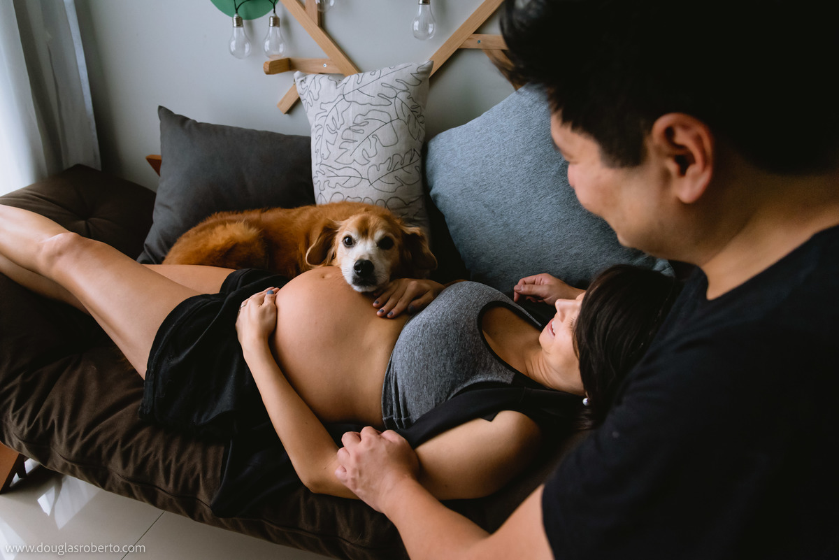 cachorro ditando na barrida da gravida 