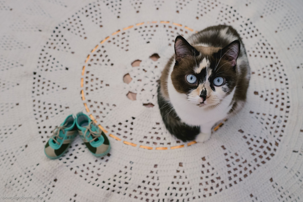 Ensaio gestante, bicho de estimação do casal Daphynne