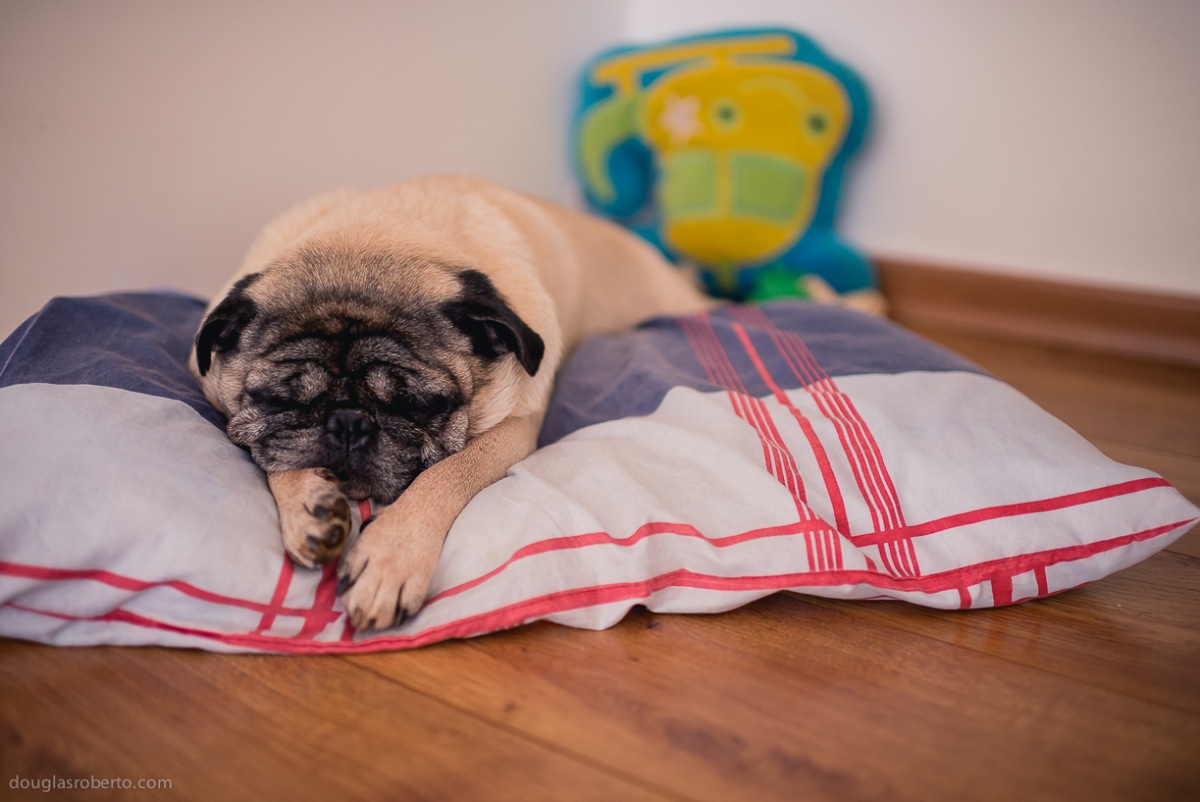 Fotografia de criança, família, fotografia de família, fotografo de família, fotografo de criança, douglas mendes roberto, douglas roberto fotografia, ensaio de criança, ensaio fotográfico de criança