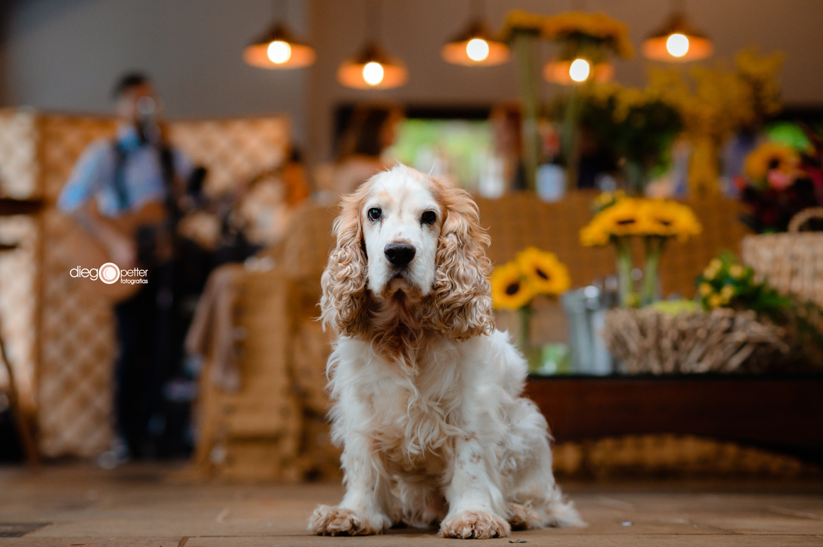 formatura catharina arossi patussi confraternização particular anta gorda pet