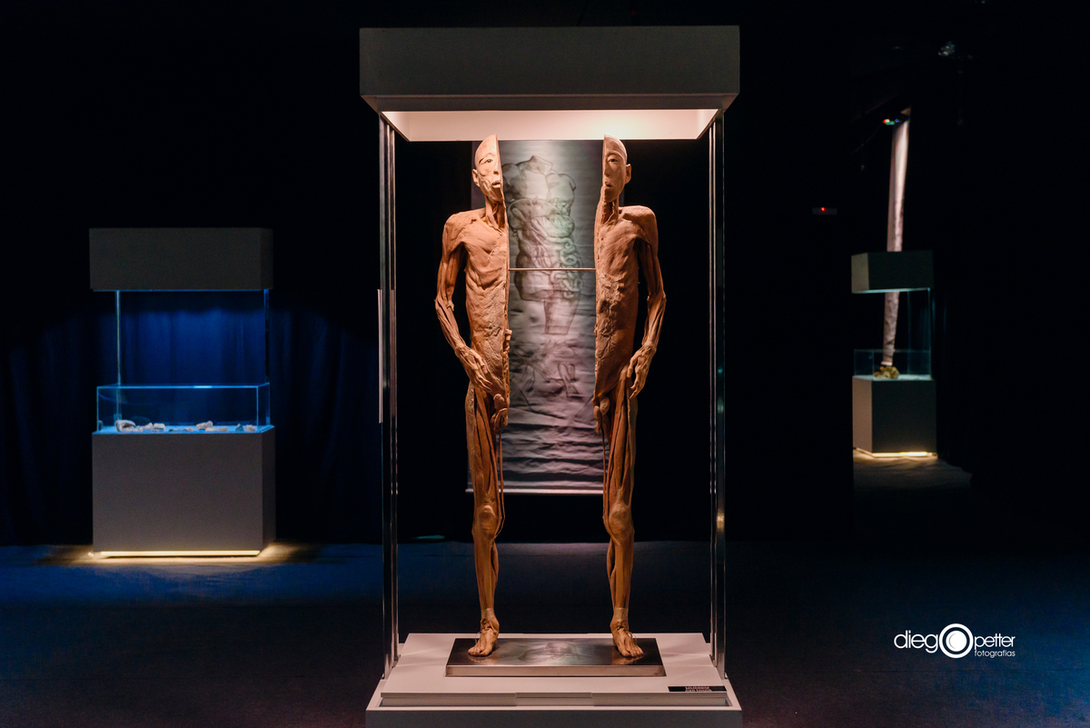 corpo 100% real exposição maravilhas do corpo humano