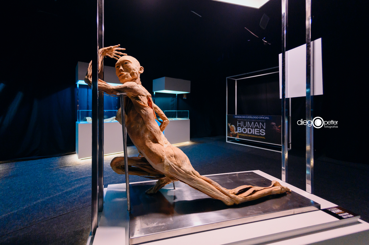 detalhe corpo humano real plastinado em exposição