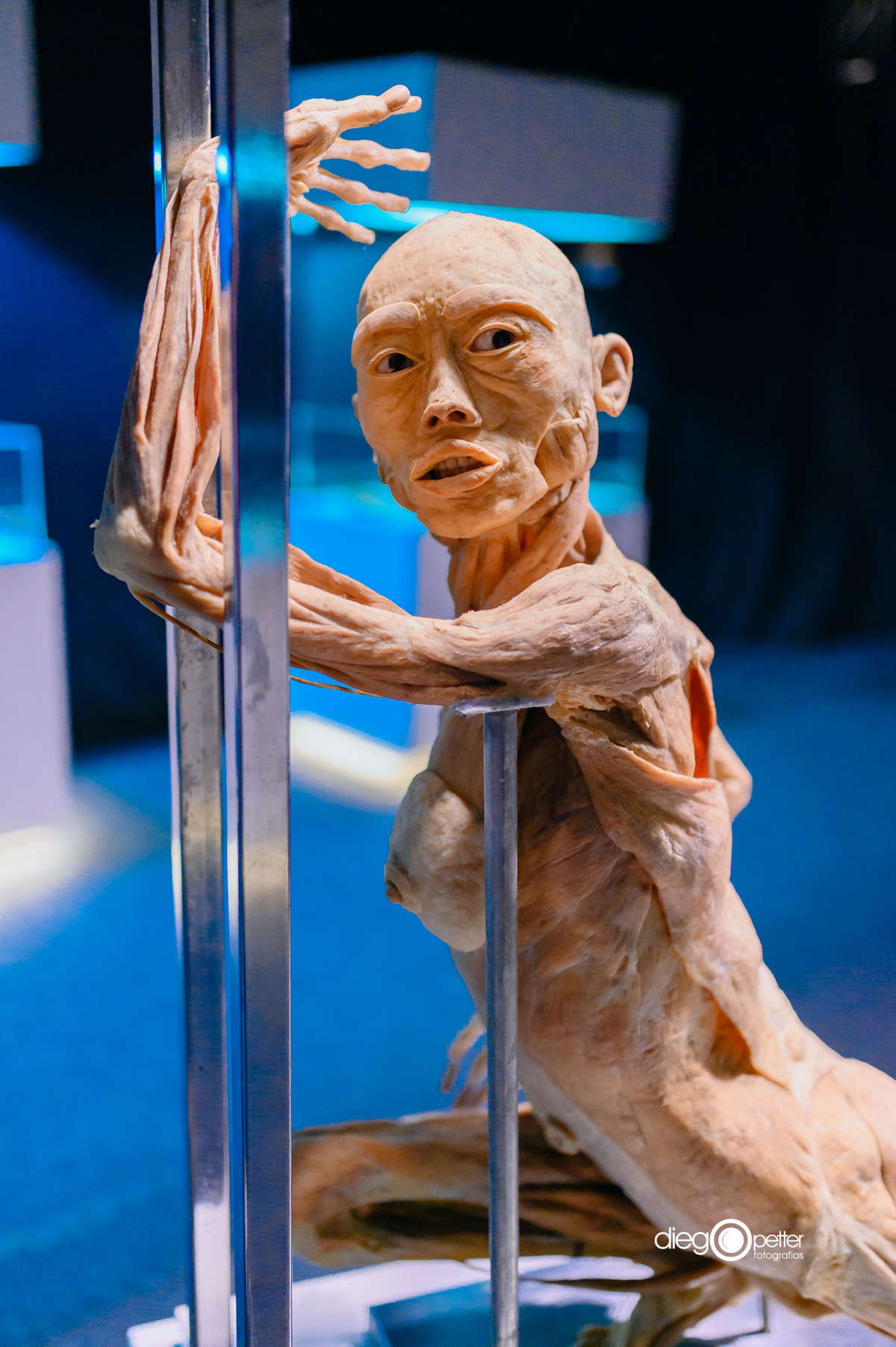 detalhe corpo humano real plastinado