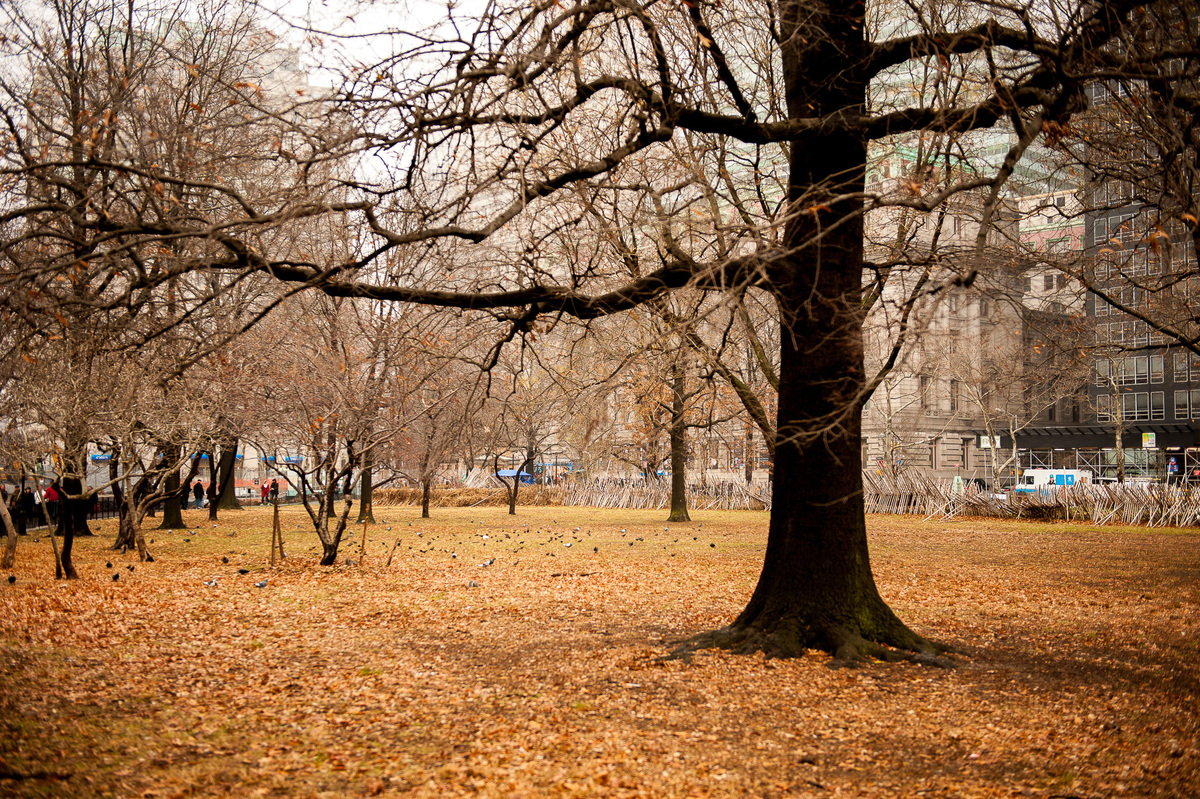 Foto de árvore no Central Park de New York. Manhattan. nova york. new york. prédios de Manhattan. arranha-céus da Cidade de Nova Iorque. arranha-céu dos Estados Unidos.