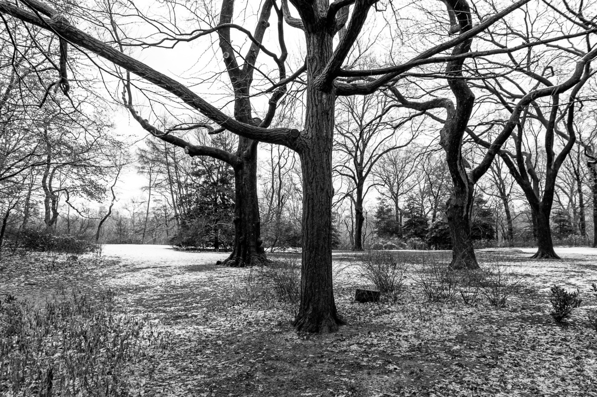 Foto de árvore com neve  no Central Park de New York. Manhattan. nova york. new york. prédios de Manhattan. arranha-céus da Cidade de Nova Iorque. arranha-céu dos Estados Unidos.