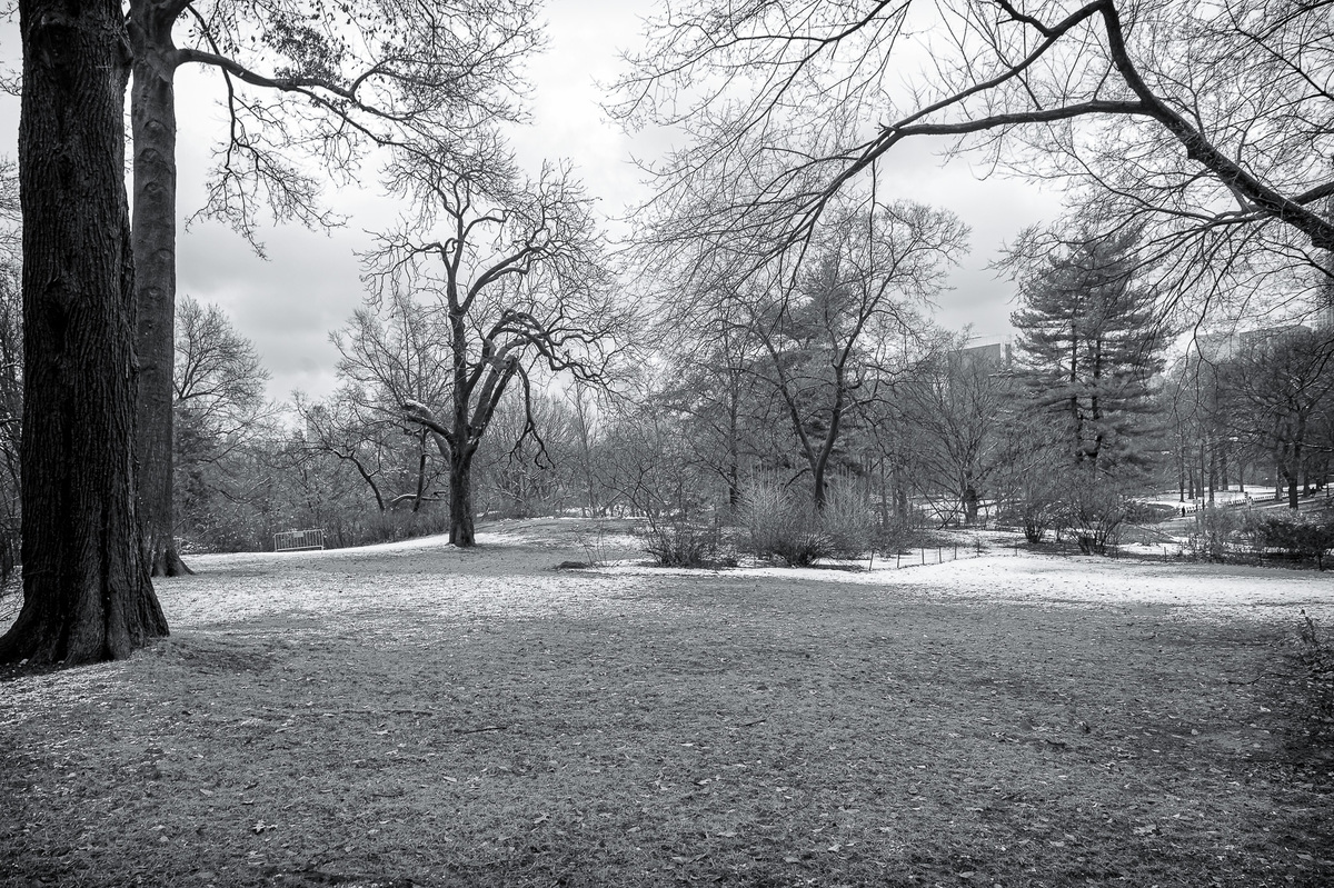 Foto de árvore com neve  no Central Park de New York. Manhattan. nova york. new york. prédios de Manhattan. arranha-céus da Cidade de Nova Iorque. arranha-céu dos Estados Unidos.