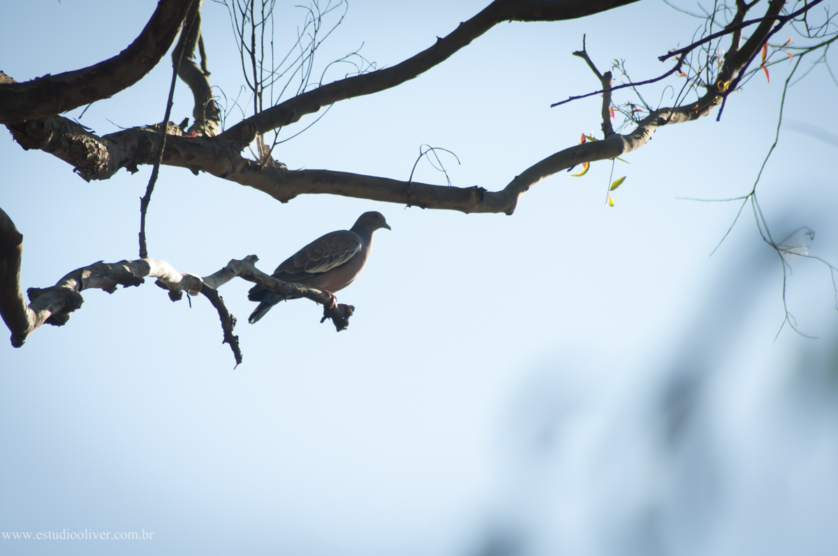 casamento romântico,  casamento lindo, casamento emocionante, wedding Beautiful, casamento em Sete Lagoas MG, casando em Sete Lagoas MG, casamento na Sete Lagoas MG, casamento no Sete Lagoas MG, casamento no Sete Lagoas MG, casamento ao por do sol, 