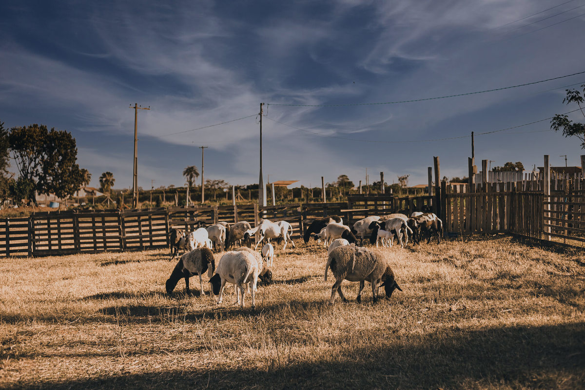 #cabritos #laisrochafotografia, fotografa em conchal, fotografia, fazenda 