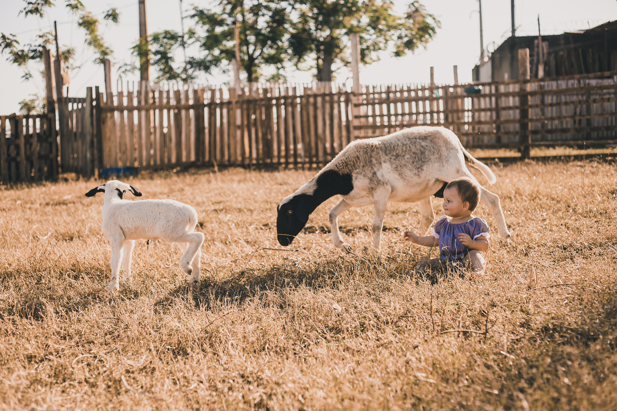 #cabritos #laisrochafotografia, fotografa em conchal, fotografia, fazenda 