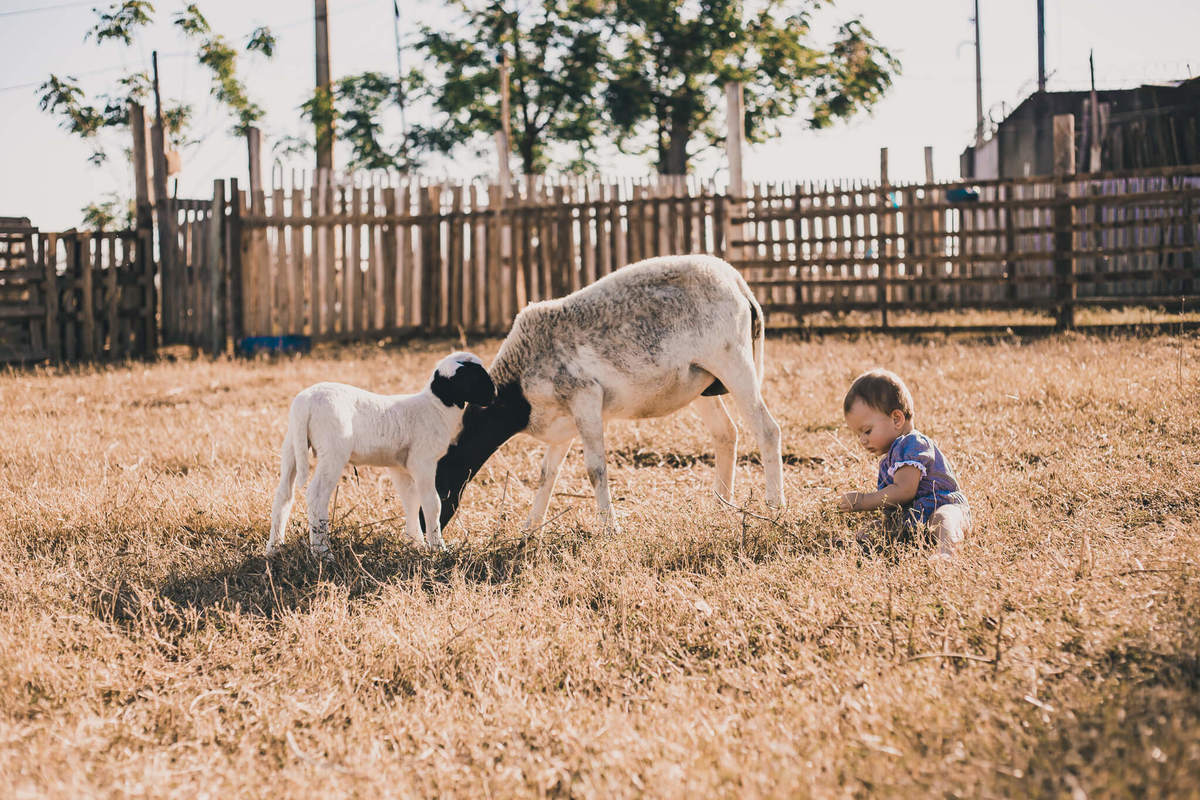 #cabritos #laisrochafotografia, fotografa em conchal, fotografia, fazenda 