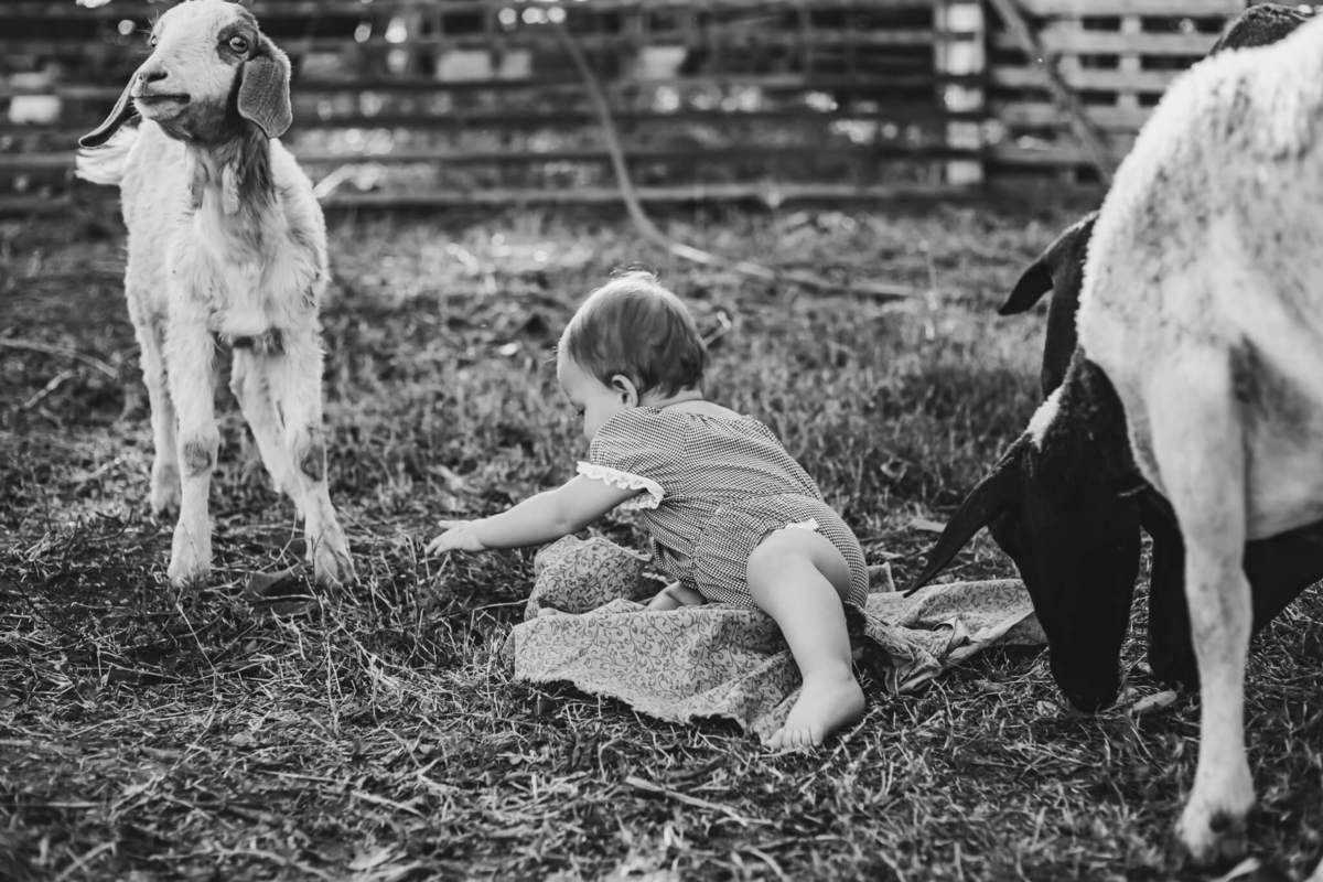 #cabritos #laisrochafotografia, fotografa em conchal, fotografia, fazenda 