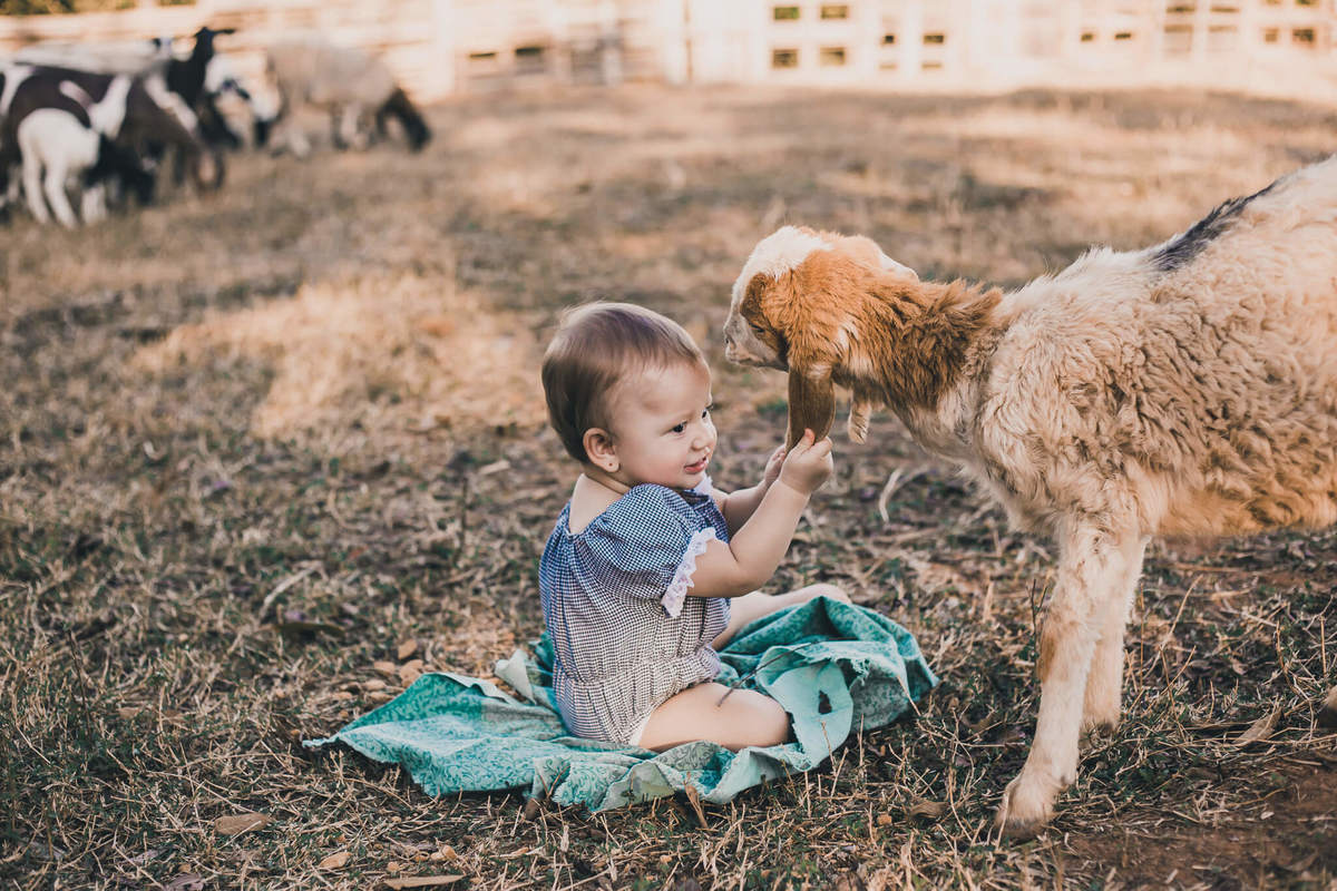 #cabritos #laisrochafotografia, fotografa em conchal, fotografia, fazenda 