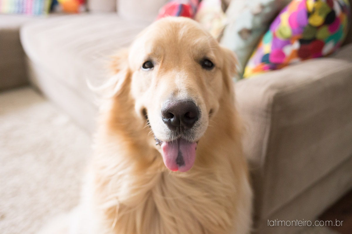 book de grávida, book gestante, book gestante com cachorro, book gestante externo, book gestante parque sp, book gestante sao Paulo, book gestante sp, book gravida, book gravida com cachorro, book gravida externo, book gravida parque sp, book gravi