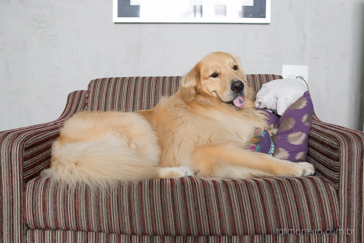 book de grávida, book gestante, book gestante com cachorro, book gestante externo, book gestante parque sp, book gestante sao Paulo, book gestante sp, book gravida, book gravida com cachorro, book gravida externo, book gravida parque sp, book gravi