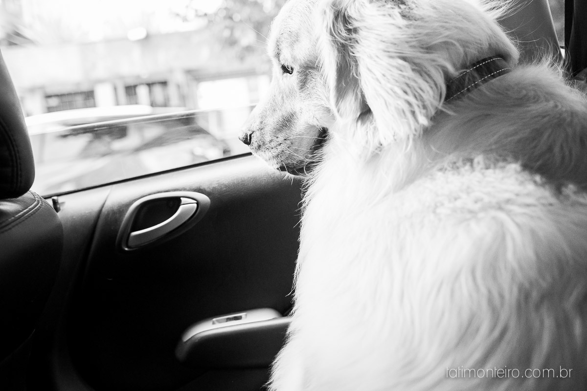 book de grávida, book gestante, book gestante com cachorro, book gestante externo, book gestante parque sp, book gestante sao Paulo, book gestante sp, book gravida, book gravida com cachorro, book gravida externo, book gravida parque sp, book gravi