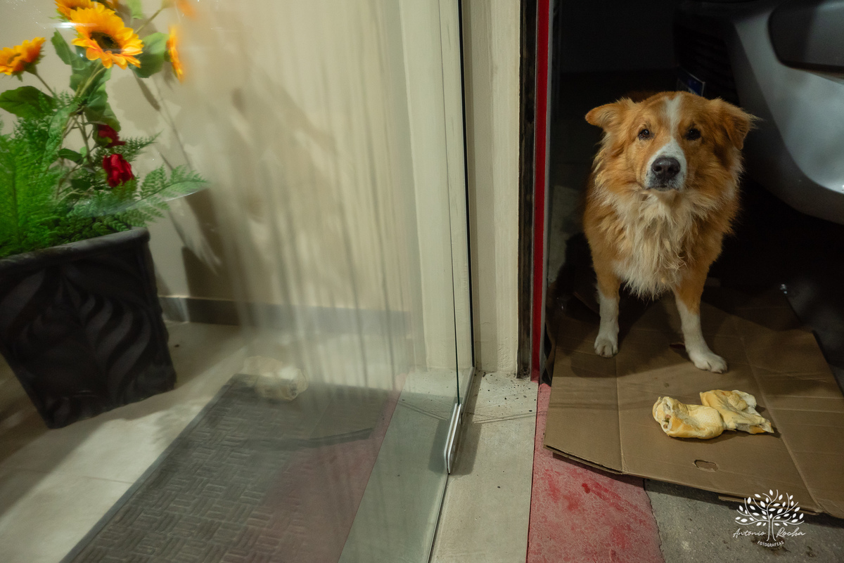 Lilica-48 anos-Celebrar a vida-Aniversário-festa de aniversário-Salão de Festas Manke-Capão do Leão-Pelotas-Antonio Rocha Fotrografias-Vela de aniversário-cachorro quente-bolo de aniversário-salgadinhos-doces de pelotas-vovó-caldo-sinuca-Paulinho músico