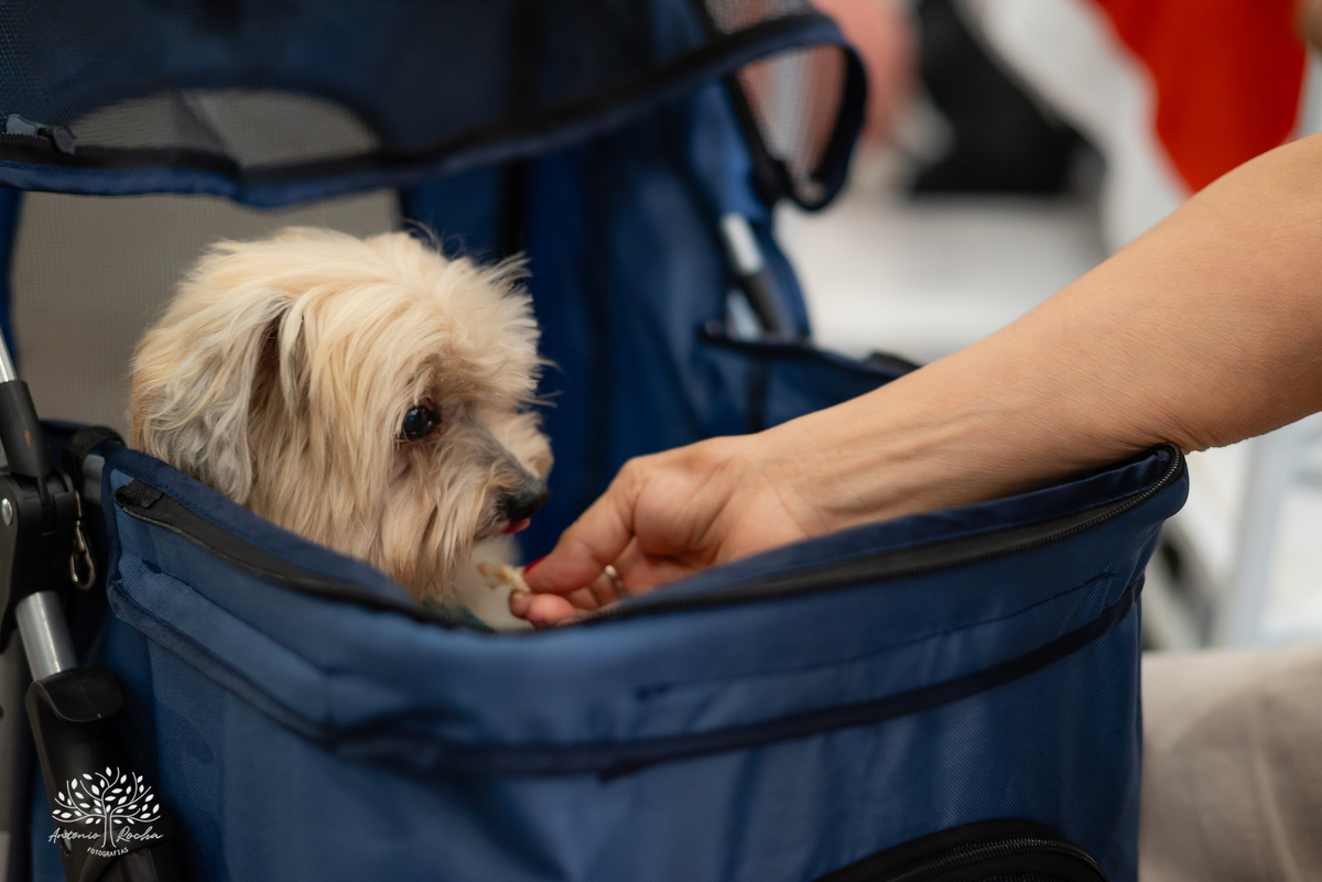 Inácio - aniversário infantil - 4 anos - festa de criança - fotografia de aniversário - fotos espontâneas - fotógrafo de eventos - fotografia infantil - Bluey - memórias afetivas - festa em família - Antonio Rocha Fotografias - Pelotas – Loly Pop