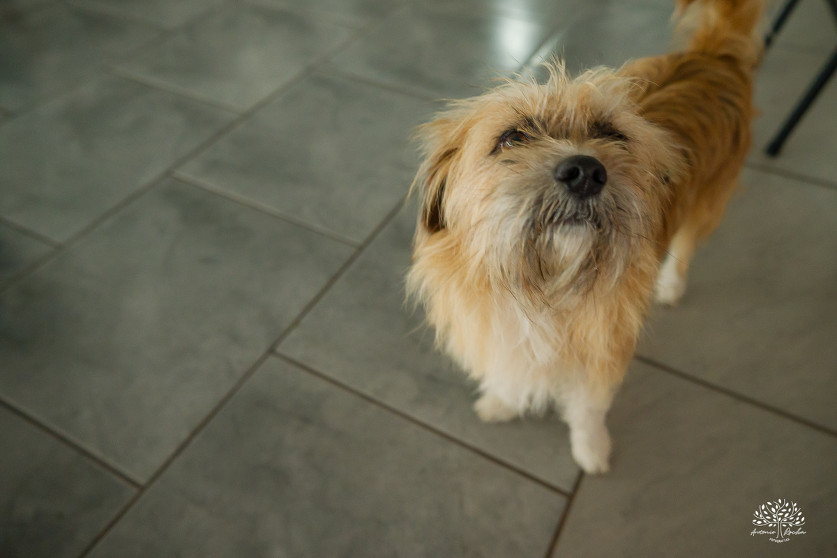 fotografia infantil - aniversário infantil - festa de criança - fotografia de família - celebração da vida - momentos espontâneos - fotografia documental - infância - aniversários intimistas - fotógrafo de família - Antonio Rocha Fotografias - Pelotas