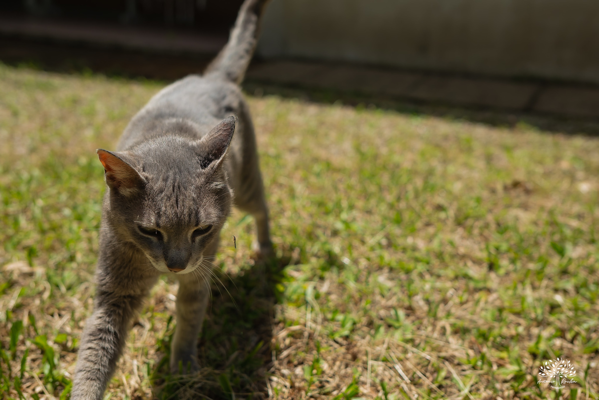 fotografia festa infantil - aniversario no sitio - aniversario ao ar livre - fotografo infantil - festa em familia - fotografia espontanea – sininho - fotografo de festas – antonio rocha fotografias – pelotas – bolo de chocolate - cachorro quente - tobogã