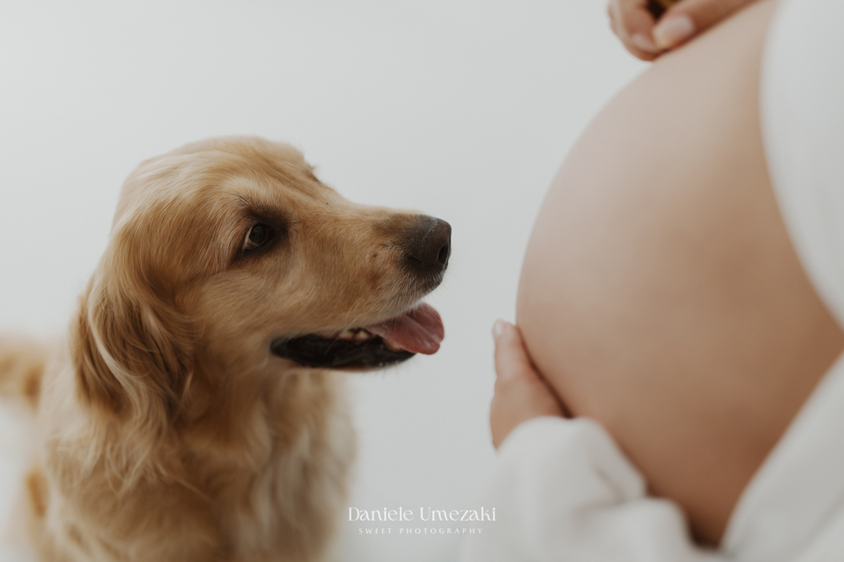 Mirela durante ensaio gestante com seus cães golden retriever em estúdio fotográfico em Mogi das Cruzes.