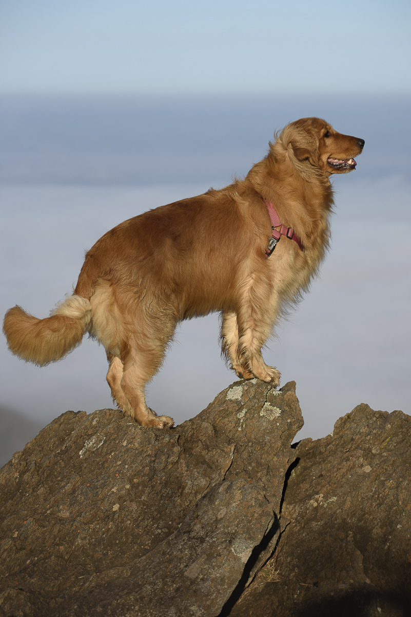 Golden retriever sozinha numa foto foto fechada da golden retriever sozinha em cima das pedras 