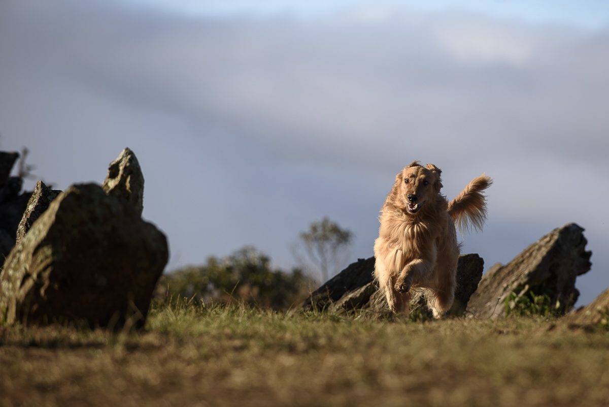 golden retriever correndo feliz no gramado 
