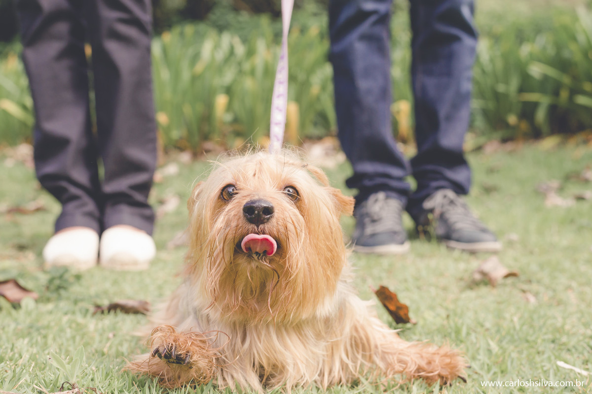 penelope a cachorrinha mostrando a lingua