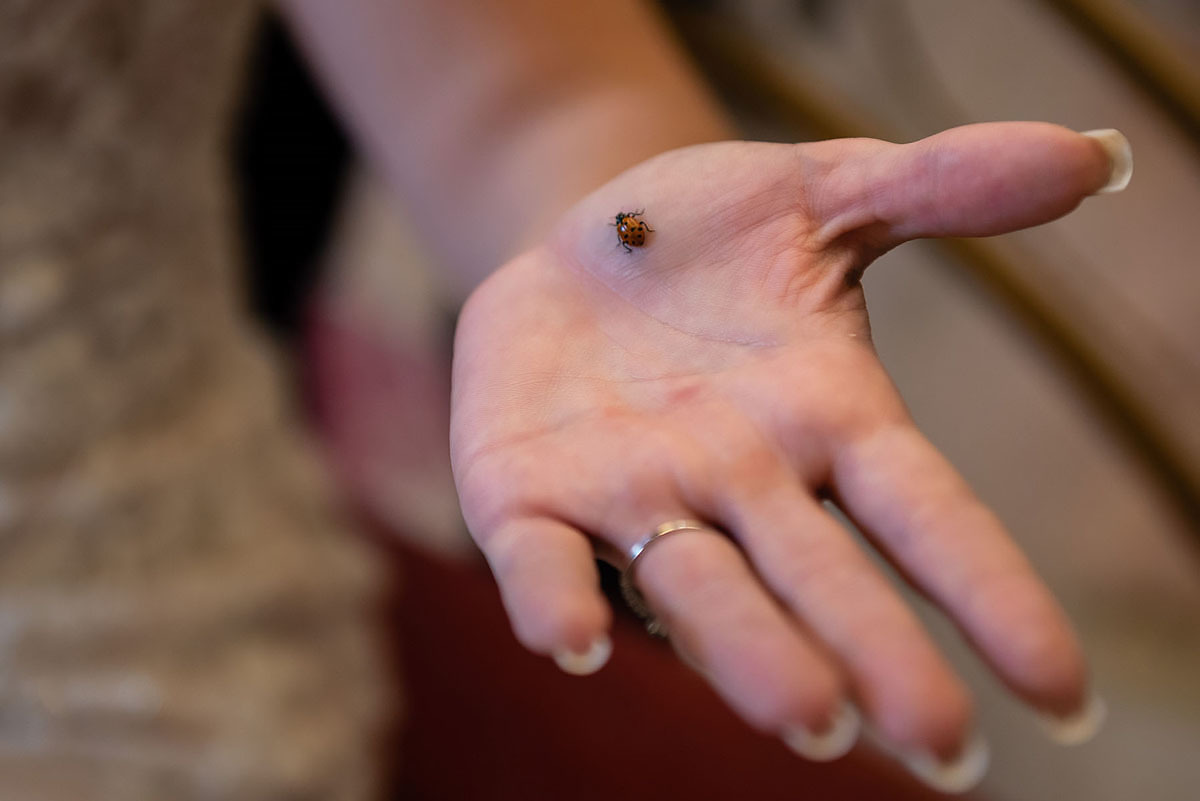 joaninhas dão sorte