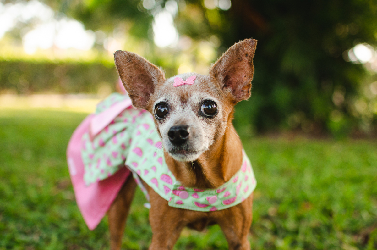 ensaio pet em natal, cachorro, fotografia de animais, fotografia pet em natal rn, fotografa pet, fotografa de cachorro, natal rn, pet idoso