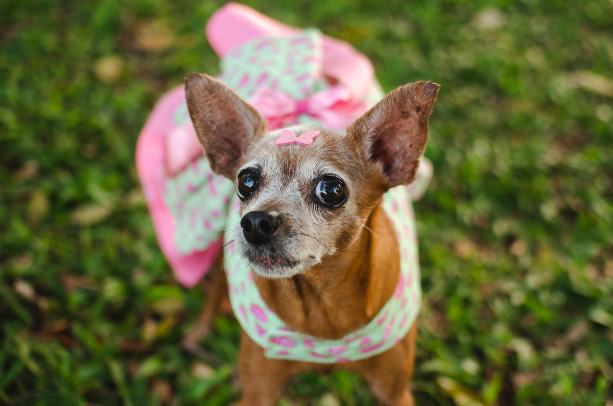 ensaio pet em natal, cachorro, fotografia de animais, fotografia pet em natal rn, fotografa pet, fotografa de cachorro, natal rn, pet idoso