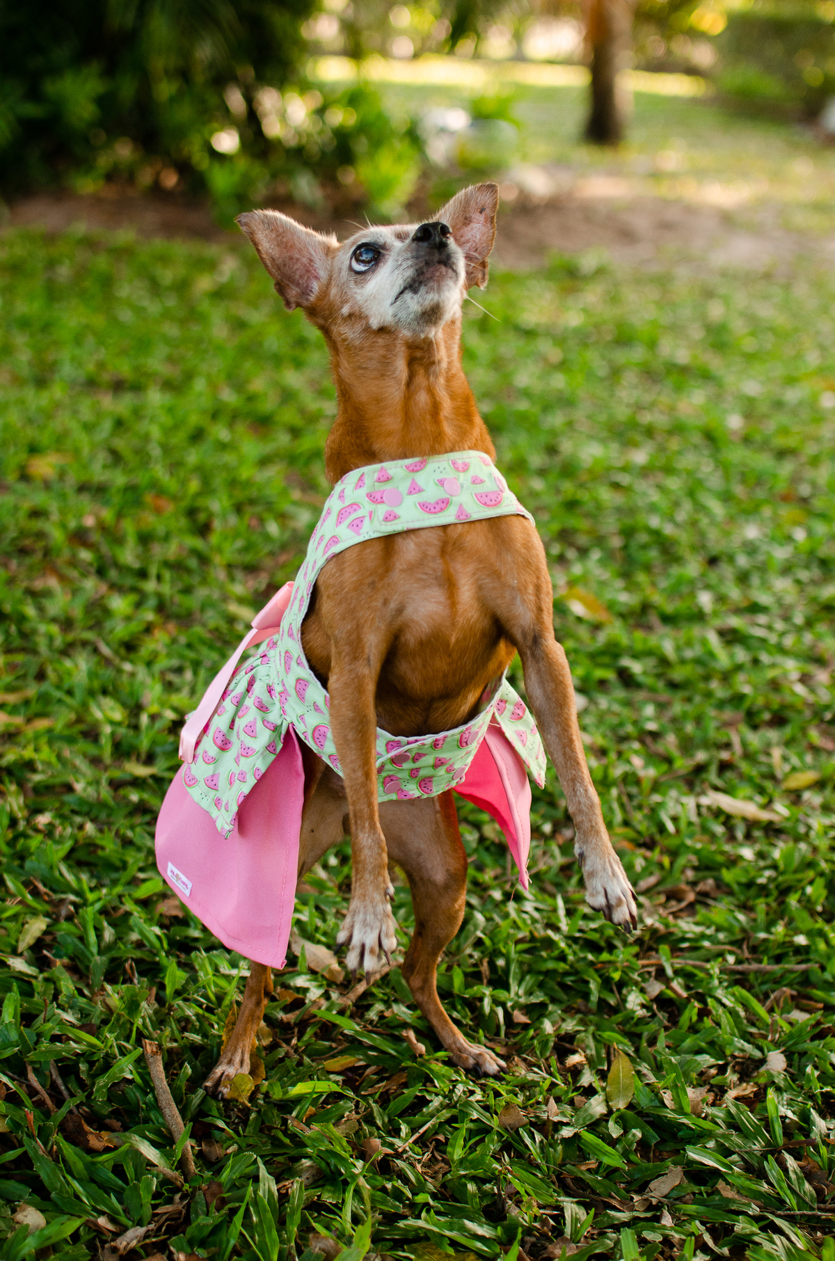 ensaio pet em natal, cachorro, fotografia de animais, fotografia pet em natal rn, fotografa pet, fotografa de cachorro, natal rn, pet idoso