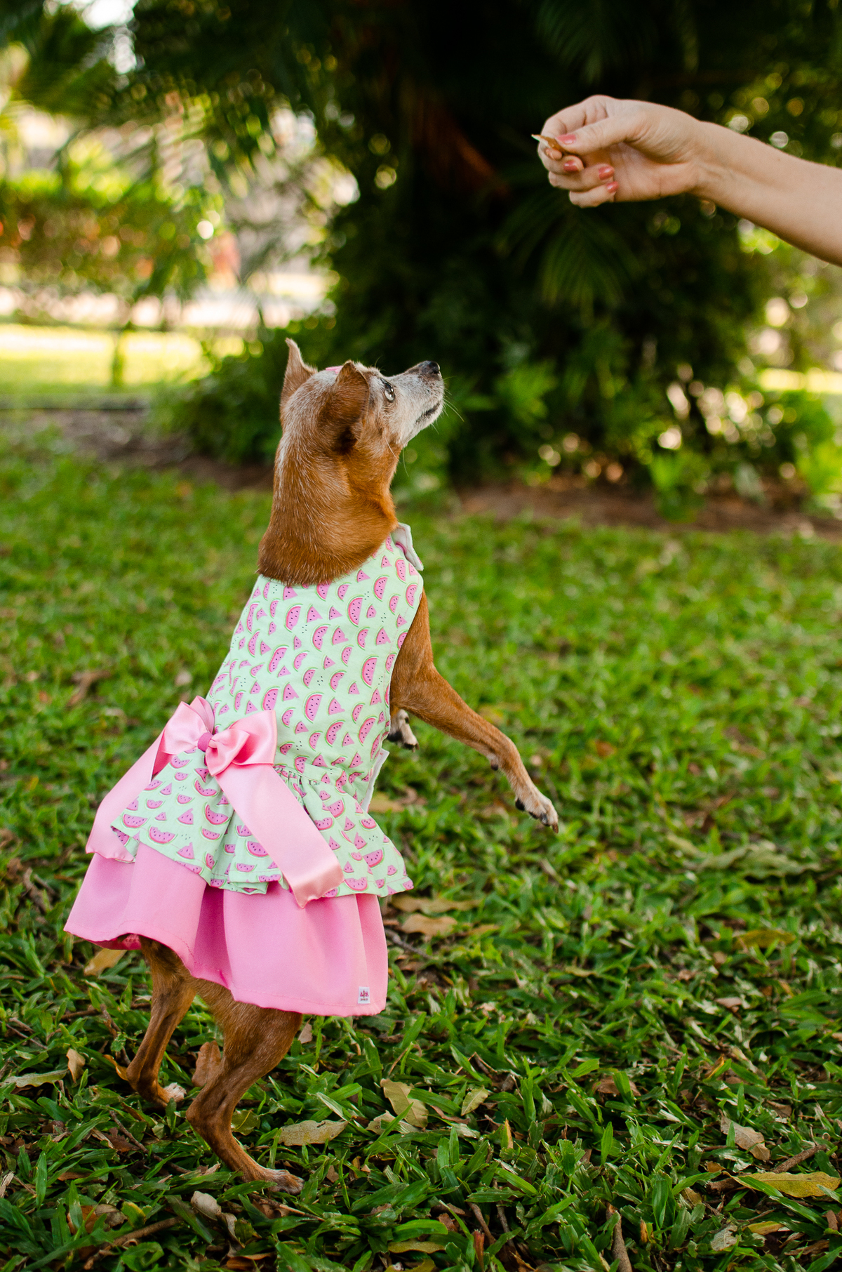 ensaio pet em natal, cachorro, fotografia de animais, fotografia pet em natal rn, fotografa pet, fotografa de cachorro, natal rn, pet idoso