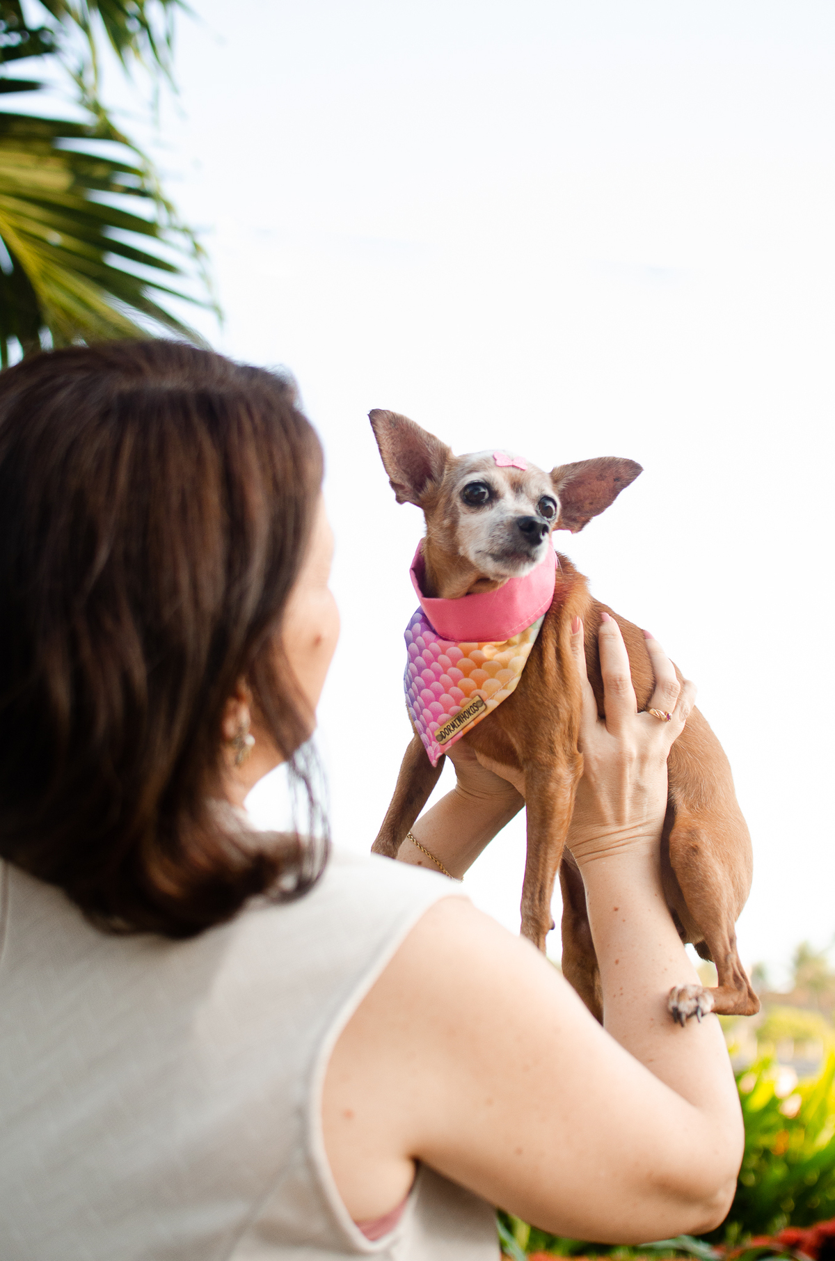 ensaio pet em natal, cachorro, fotografia de animais, fotografia pet em natal rn, fotografa pet, fotografa de cachorro, natal rn, pet idoso
