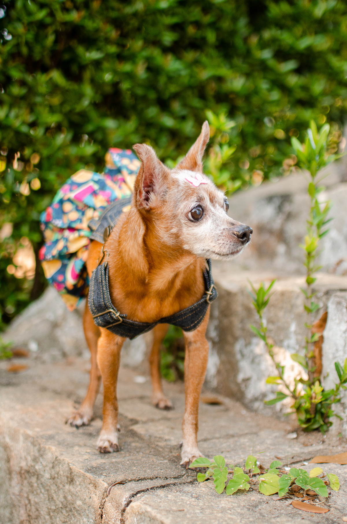 ensaio pet em natal, cachorro, fotografia de animais, fotografia pet em natal rn, fotografa pet, fotografa de cachorro, natal rn, pet idoso