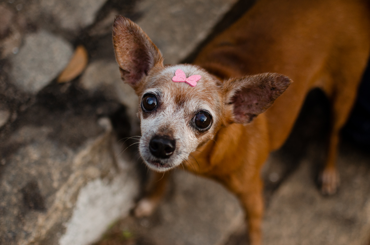 ensaio pet em natal, cachorro, fotografia de animais, fotografia pet em natal rn, fotografa pet, fotografa de cachorro, natal rn, pet idoso