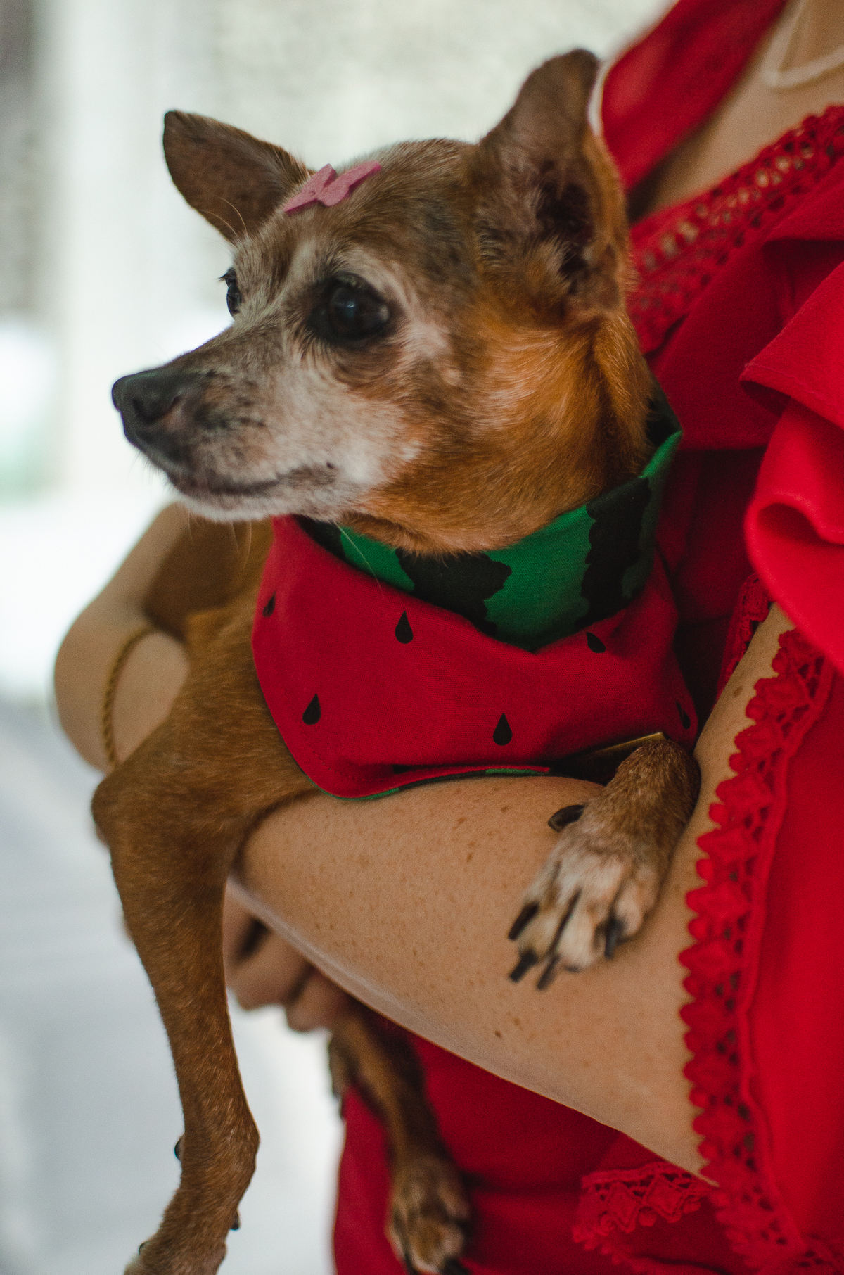 ensaio pet em natal, cachorro, fotografia de animais, fotografia pet em natal rn, fotografa pet, fotografa de cachorro, natal rn, pet idoso
