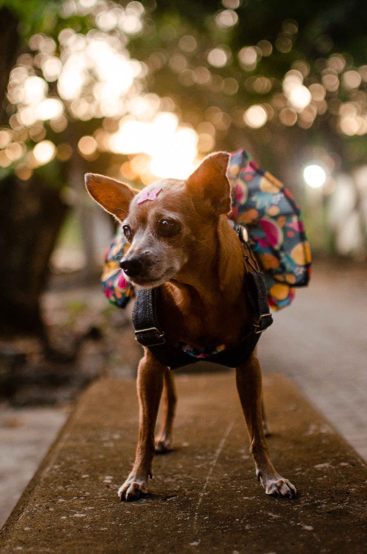 ensaio pet em natal, cachorro, fotografia de animais, fotografia pet em natal rn, fotografa pet, fotografa de cachorro, natal rn, pet idoso