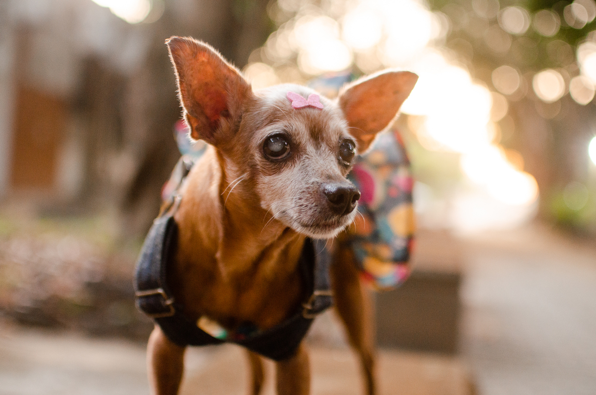 ensaio pet em natal, cachorro, fotografia de animais, fotografia pet em natal rn, fotografa pet, fotografa de cachorro, natal rn, pet idoso